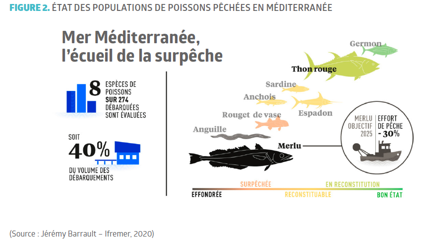 Quelle est l'importance économique du thon ? - Institut